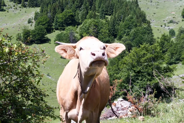 Vaca en el campo en algún lugar de las montañas de Transilvania —  Fotos de Stock