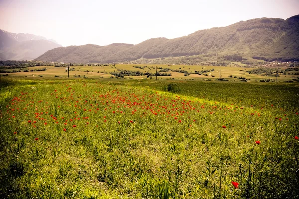 Campo de papoilas vermelhas no prado — Fotografia de Stock