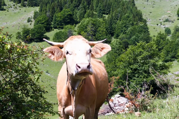 Vaca Campo Algún Lugar Las Montañas Transilvania —  Fotos de Stock