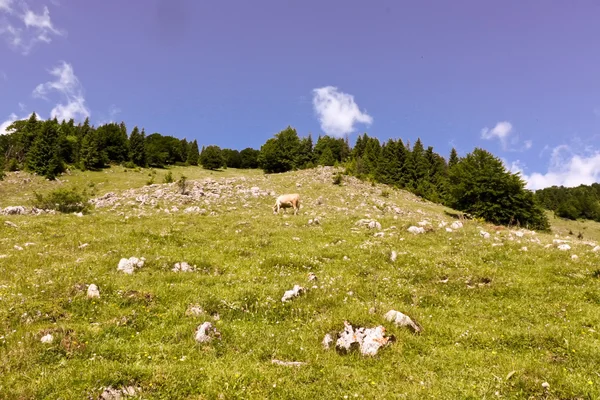 Сцена з дикими краєвид з Карпатських гір — стокове фото