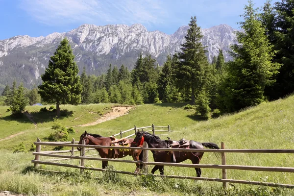 Två Hästar Ett Bergslandskap — Stockfoto