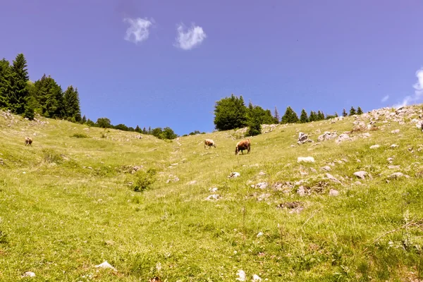 Vacas em cena de pasto no alto da colina — Fotografia de Stock