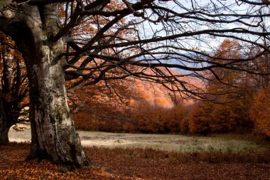 Beautyful ağaç şekli