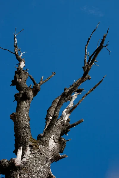 stock image Dead tree on blue sky