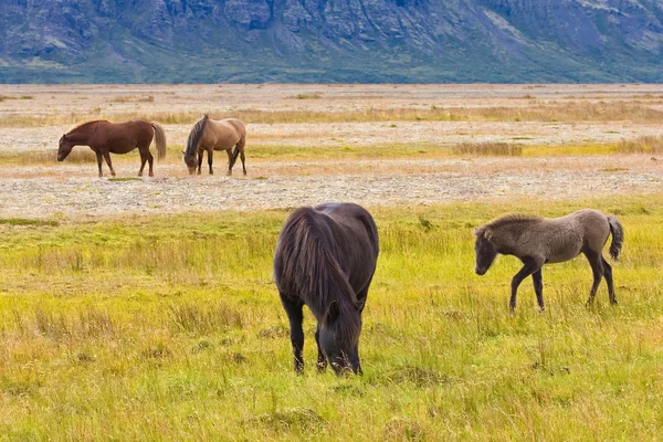 Yaz aylarında çim sahada İzlandalı atlar