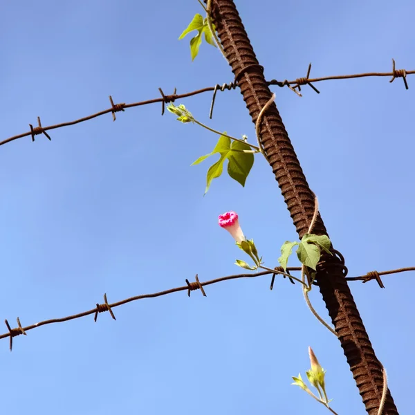 Цветок Растет Несмотря Колючую Проволоку — стоковое фото