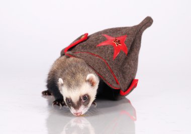 Russian red army ferret clipart