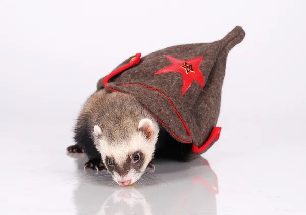Russian red army ferret — Stock Photo, Image