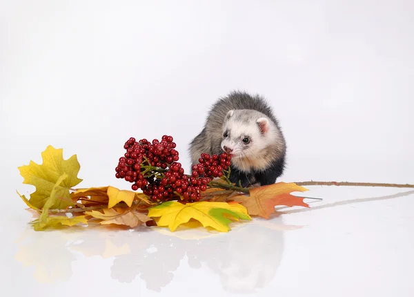 Autumn ferret — Stock Photo, Image