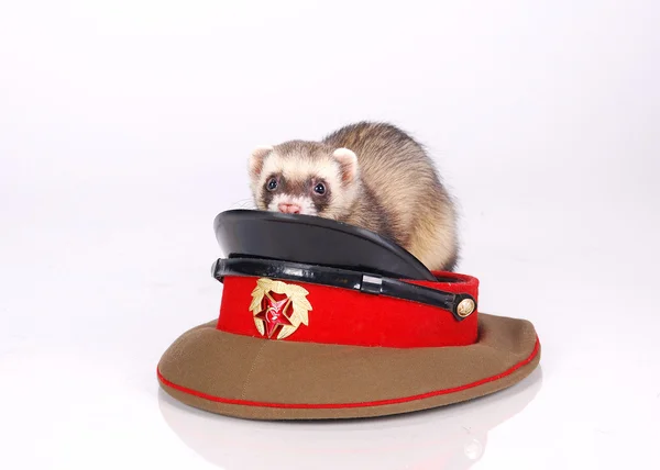 Russian red army ferret — Stock Photo, Image
