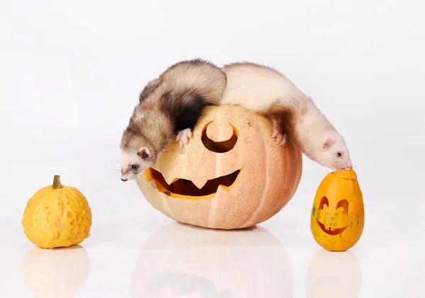 stock image Two ferret look out of a carved pumpkin