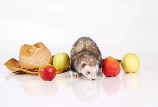 Ferret and the harvest — Stock Photo, Image