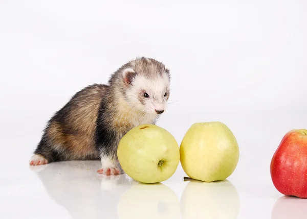Ferret and green apples — Stock Photo, Image