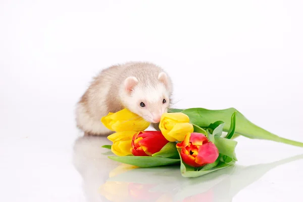 Ferret with colorful tulips — Stock Photo, Image