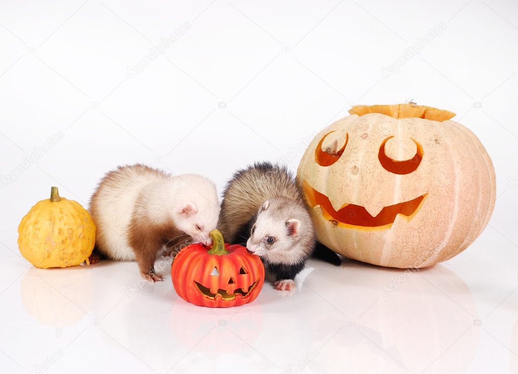 Ferrets are interested in a pumpkin