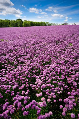 Chive field on Bornholm island clipart