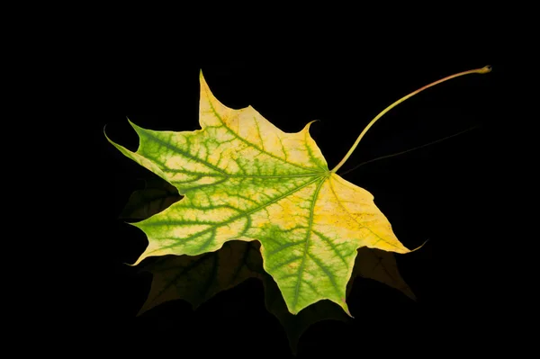 Green leaf in autumn on black background — Stock Photo, Image