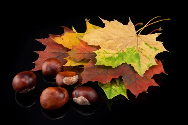 Chectnut und Blätter auf schwarzem Hintergrund — Stockfoto