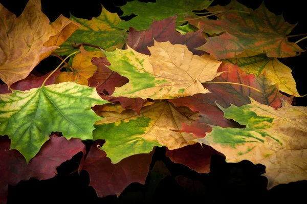 Castaño y hojas de otoño — Foto de Stock