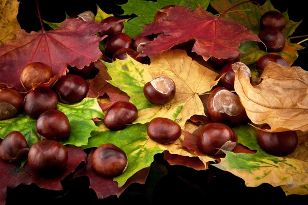 Gesztenye és ősszel leafs — Stock Fotó