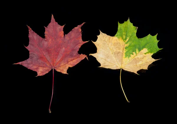 Jesienią liście na czarnym tle — Zdjęcie stockowe