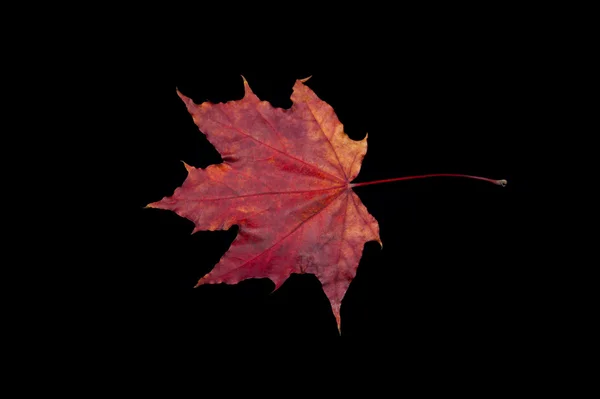 Red autumn leaf on black background — Stock Photo, Image