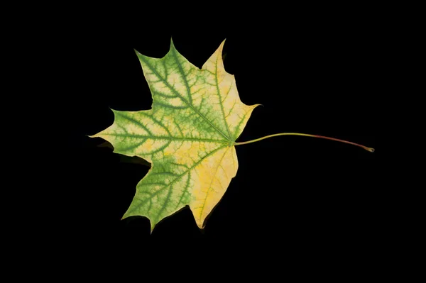 Zielony liść na czarnym tle — Zdjęcie stockowe