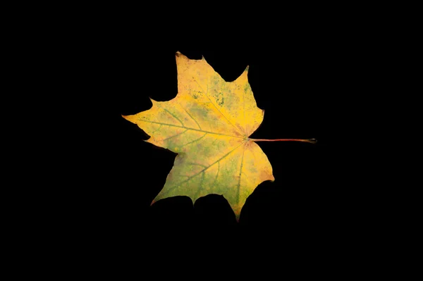 검은 배경에 있는 노란 나뭇잎 — 스톡 사진