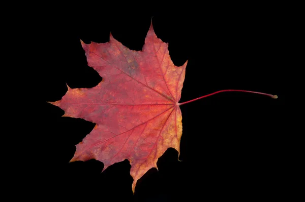 Czerwony liść na czarnym tle — Zdjęcie stockowe