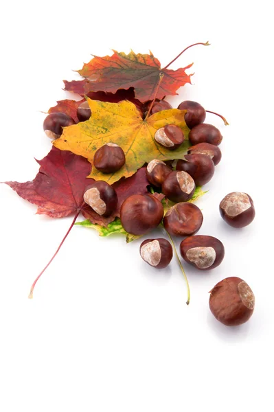 Chestnuts and autumn leafs on white background — Stock Photo, Image