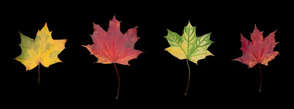 Four autumn leafs on black background — Stock Photo, Image