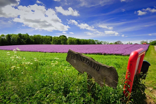 Menekşe alan çiçek bornholm island, Danimarka — Stok fotoğraf
