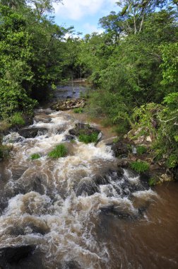 Iguazu nehrine orman