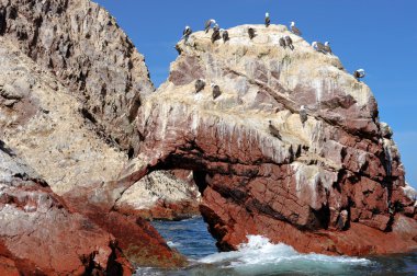 Birds on paracas Island, Peru clipart