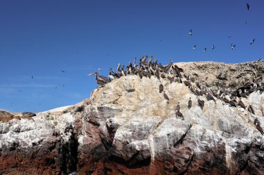 Pelicans on Paracas island, Peru clipart