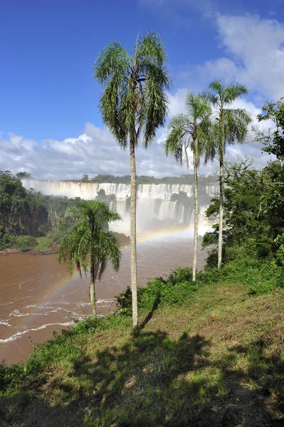 Iguazu waterfalls in Argentina — Stock Photo, Image