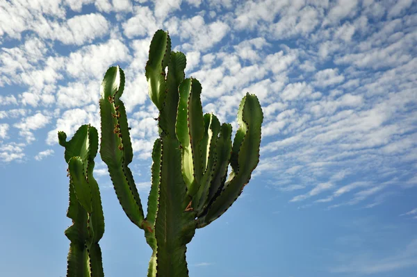 Cactus on blue sky background
