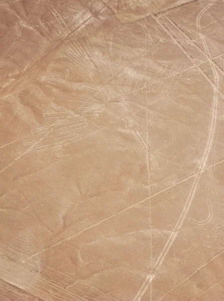 Nazca lines - Vogel — Stockfoto