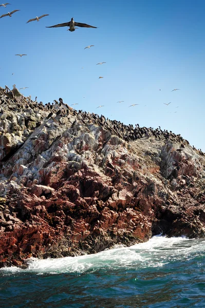 Uccelli sull'isola di Paracas in Perù — Foto Stock
