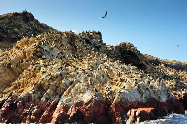 Vögel auf der Paracas-Insel, Peru — Stockfoto