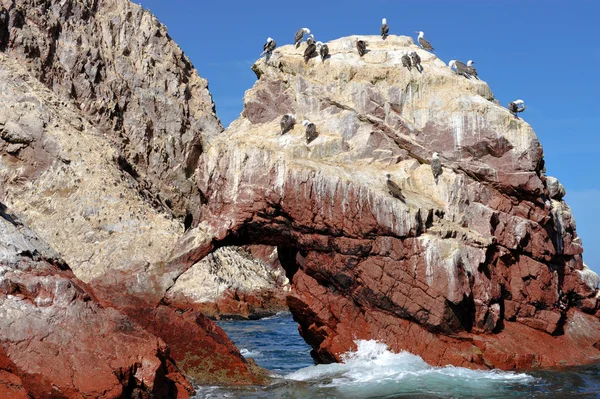 Aves en la isla de Paracas, Perú — Foto de Stock