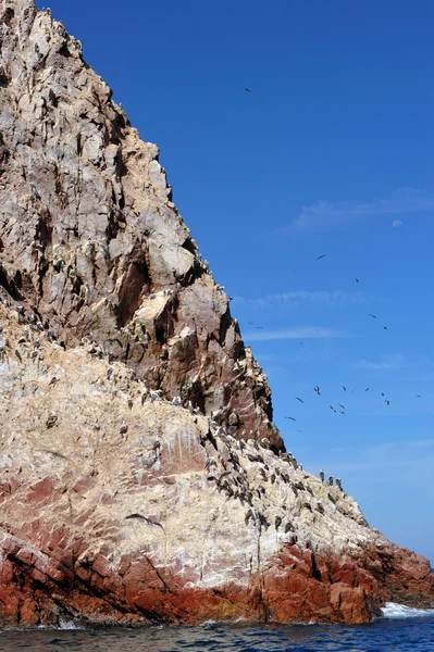 Uccelli sull'isola di Paracas Perù — Foto Stock