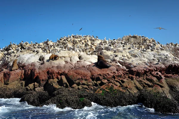 Lachtani a ptáci na ostrově paracas, peru — Stock fotografie