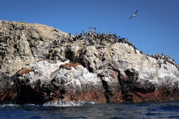 stock image Sea lions and birds on Paracas island, Peru
