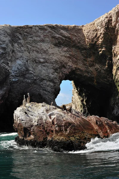 Pelikáni na ostrově paracas, peru — Stock fotografie