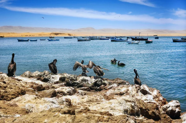 Pelikáni na peruánské pobřeží — Stock fotografie