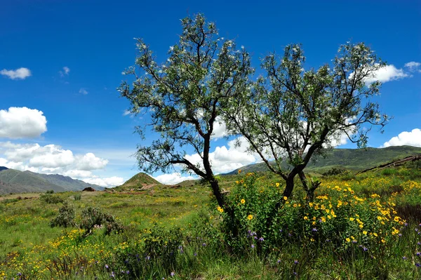 Bomen in urubamba vallei, peru — Stockfoto