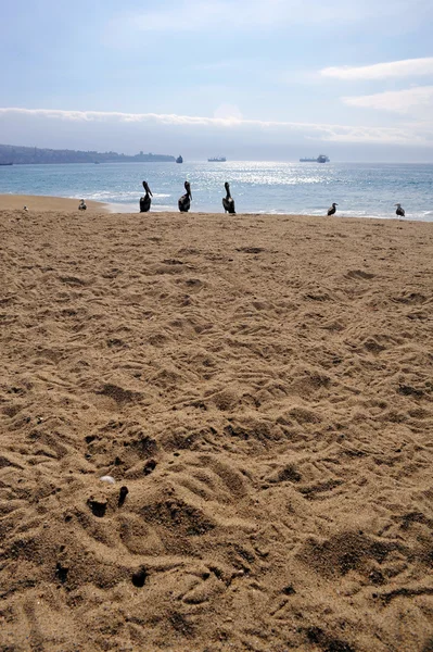Pelikanen op strand — Stockfoto