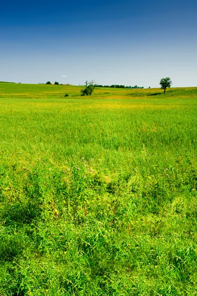 Countryside summer landscape — Stock Photo, Image