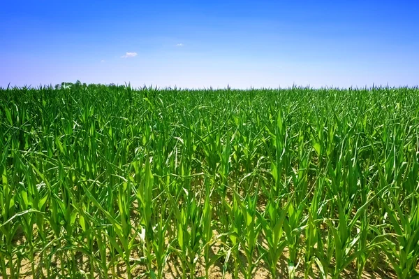 Campo ecológico de maíz verde — Foto de Stock